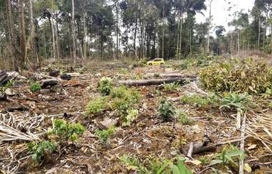 Imagem 2: Troco por casa em Manaus. Piscina, Churrasqueirae1.000m² de Área