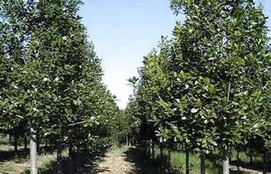 Imagem 2: Fazenda em Jacupiranga. Imóvel novoe2.750.000m² de Área