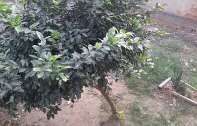 Imagem 13: Casa. Varanda, 3 Vagas na garageme3 Dormitórios