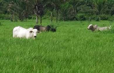 Imagem: A fazenda possui 130000-0m² de Área e está localizado em