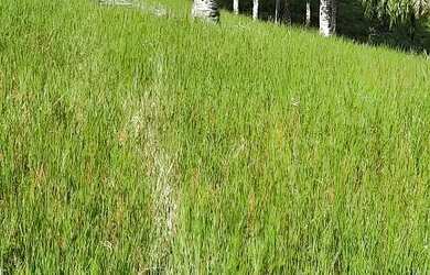 Imagem 5: Vendo uma maravilhosa Fazendinha Em Jaguaripe