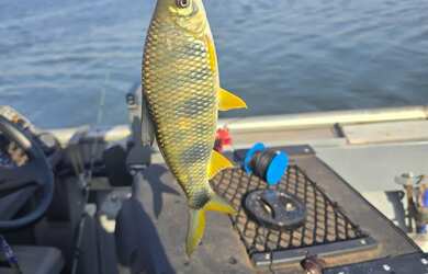 Imagem 6: Rancho em Planura Rio grande