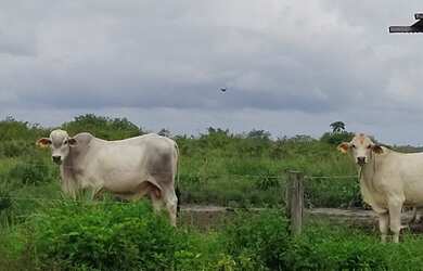 Imagem 12: R$ 20 milhões 1107 hectares pronta e 100 documentada aceita 50 de entrada