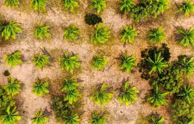 Imagem 9: Terreno à venda, 253700 m² por R$ 1.950.000,00 - Fazenda Bebelândia...