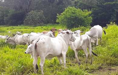 Imagem: A fazenda possui 502m² de Área e está localizado em Balsas
