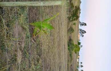 Imagem 4: Terreno morro alto Quissamã