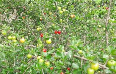 Imagem 2: Venda ou troca. 4.000m² de Área