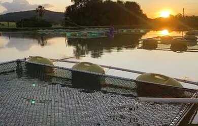 Imagem 14: Fazenda 7 Alqueires Anicuns