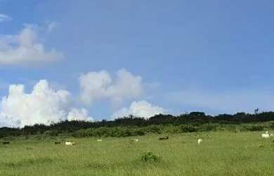Imagem 7: FAZENDA EM BOS VISTA DO TUPIM - 2666 TAREFAS