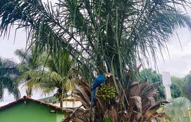 Imagem 9: Fazenda 7 Alqueires Anicuns