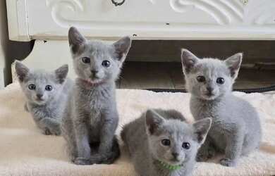 Imagem: O quarto possui Guarda roupa e está localizado em Centro, Londrina