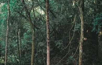 Imagem 3: Terreno com linda vista. 450m² de Área