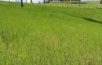 Imagem 4: Vendo uma maravilhosa Fazendinha Em Jaguaripe