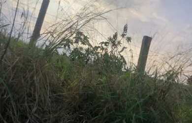 Imagem 16: Lote/Terreno para venda possui 500 metros quadrados em Jardim Brasil -...