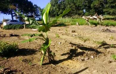 Imagem: A chácara possui 1.000m² de Área e está localizado em Centro