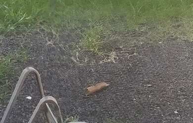 Imagem 8: Casa em avenida. Piscina, 60m² de Área, 2 Vagas na garageme2 Dormitórios