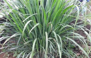 Imagem 3: Venda ou troca. 4.000m² de Área