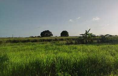 Imagem 3: R$2 milhões 100 hectares nas margens da Pa há 58 km de Castanhal