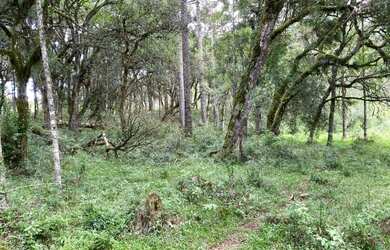 Imagem 3: Terreno de 2 hectare em Urubici