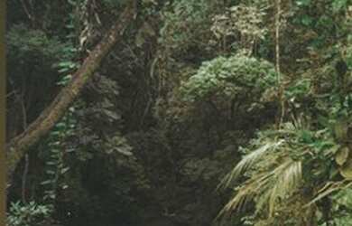 Imagem 6: Vendo terreno para chácara em um lugar incrível