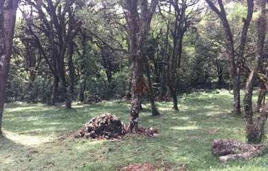 Imagem: O terreno possui 595m² de Área e está localizado em Canela