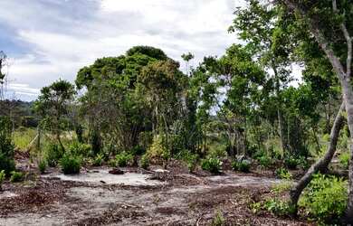 Imagem 2: Estou vendendo um terreno de 1.000 m² a mil metros da praia