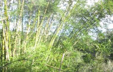 Imagem 6: J Imoveis vende fazenda em Jaguaripe- Bahia 800 Hectares $3.500.000,00