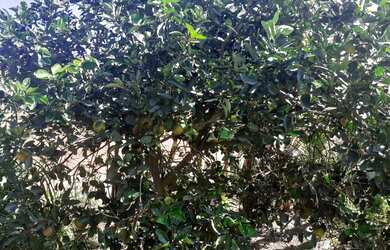 Imagem 3: Venda terreno itaipuaçu no Recanto 2 , 2 quadras da praia