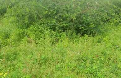 Imagem 3: Terreno lagarto se no albano 1