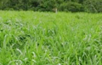 Imagem 3: Vendo linda fazenda em localizada em Manoel Urbano 650 hectares