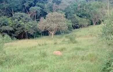 Imagem 10: Oportunidade de terreno de 69000 m2 em Nazaré Paulista