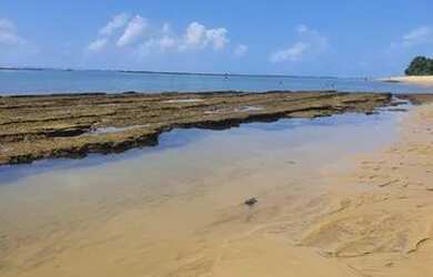 Imagem 2: Terreno em Praia para Venda em Porto Seguro, Arraial D Ajuda