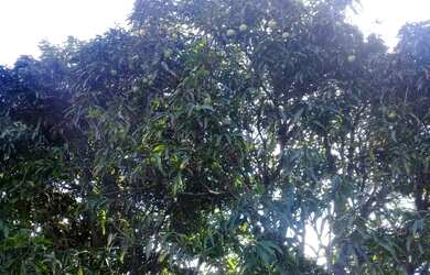 Imagem 2: Lote declinio Terreno / lote com venda por R$25.000