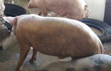 Imagem 2: SÍTIO COM BANHO BOITRNTO