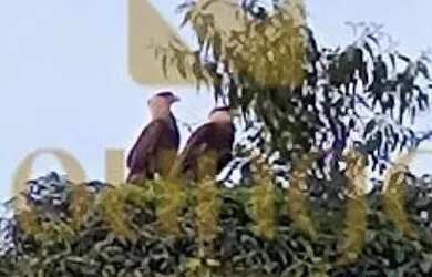 Imagem 16: Apartamento com 2 quarto s para venda - Parque Reserva Fazenda Imperial...