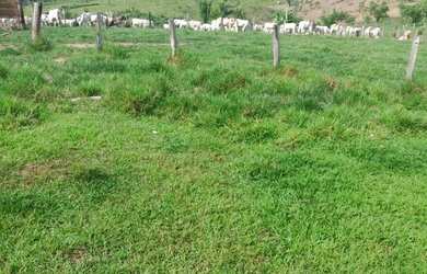 Imagem 14: Vende-se uma linda fazenda