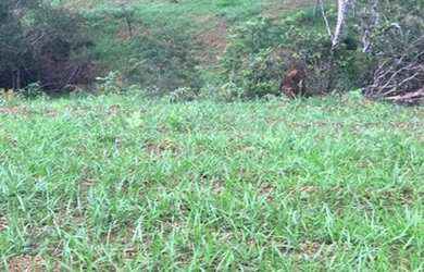 Imagem 3: Fazenda no município de Santa Cruz de Goiás com 83 alqueires para cria...