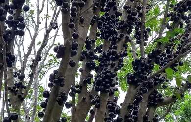 Imagem 15: FAZENDA PRODUTIVA COM 472HECTARES, HA 55KM DE UNAI
