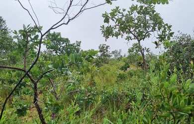 Imagem 8: Fazenda 158 hectares valor 1.120.000