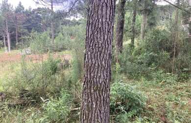 Imagem 12: Terreno - Bairro Dutra. 540m² de Área