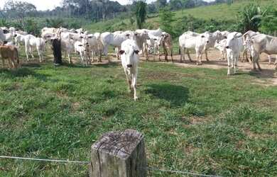 Imagem 12: Vende-se uma linda fazenda