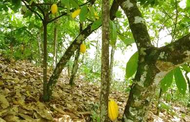 Imagem: A fazenda possui 20m² de Área Privada e está localizado