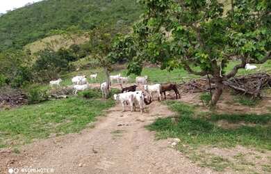 Imagem 9: Fazenda no município de Santa Cruz de Goiás com 83 alqueires para cria...