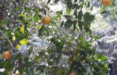 Imagem 8: Chácara Juquitiba- Miracatu