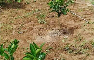 Imagem: A chácara possui 1.500m² de Área e está localizado em Goianira