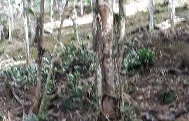 Imagem 7: Chácara Juquitiba- Miracatu