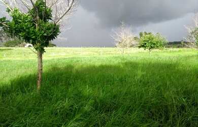 Imagem: A fazenda está localizado em Patrimônio Novo, Votuporanga