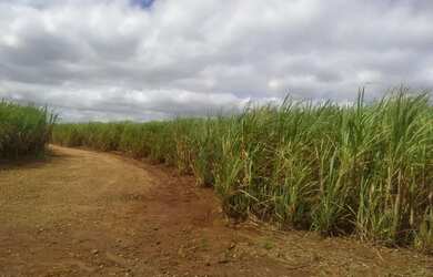 Imagem 1: Fazenda de 106,5 alqueires em cana no asfalto - valor 19.170.000