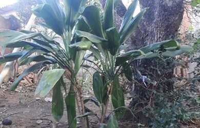 Imagem 3: Casa com quintal. Varanda, 2 Banheirose3 Dormitórios