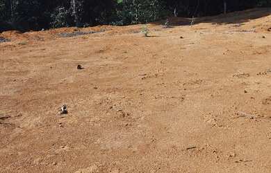 Imagem 3: Lote com mil metros quadrados